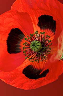 Ladybird Poppy Photograph